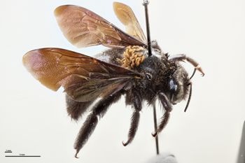 Media type: image;   Entomology 810644 Aspect: side